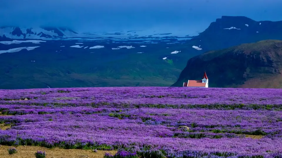 Campo di lavanda in fiore, una materia prima della profumeria