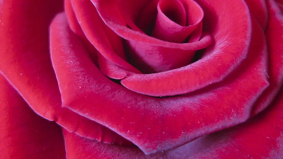 Petali di rosa in primo piano