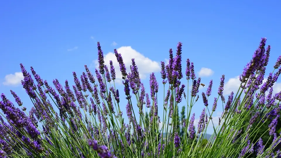 Filari di lavanda viola