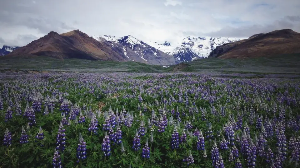 Lavanda al sole