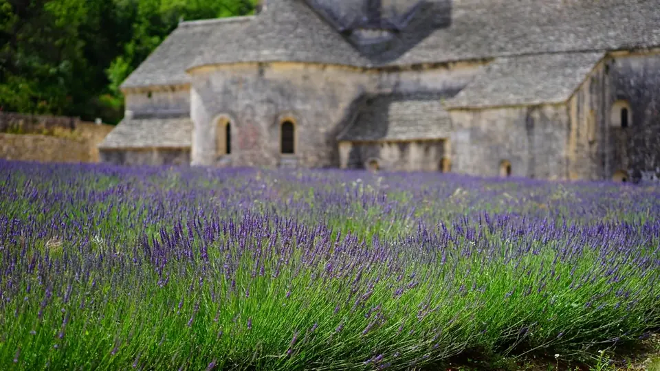Campo di lavanda a perdita d'occhio